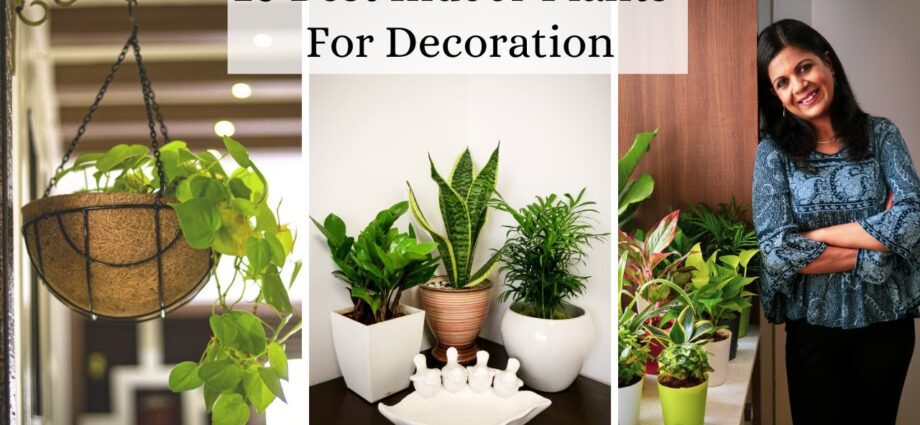 Plants in the interior of the apartment: how to place? Video