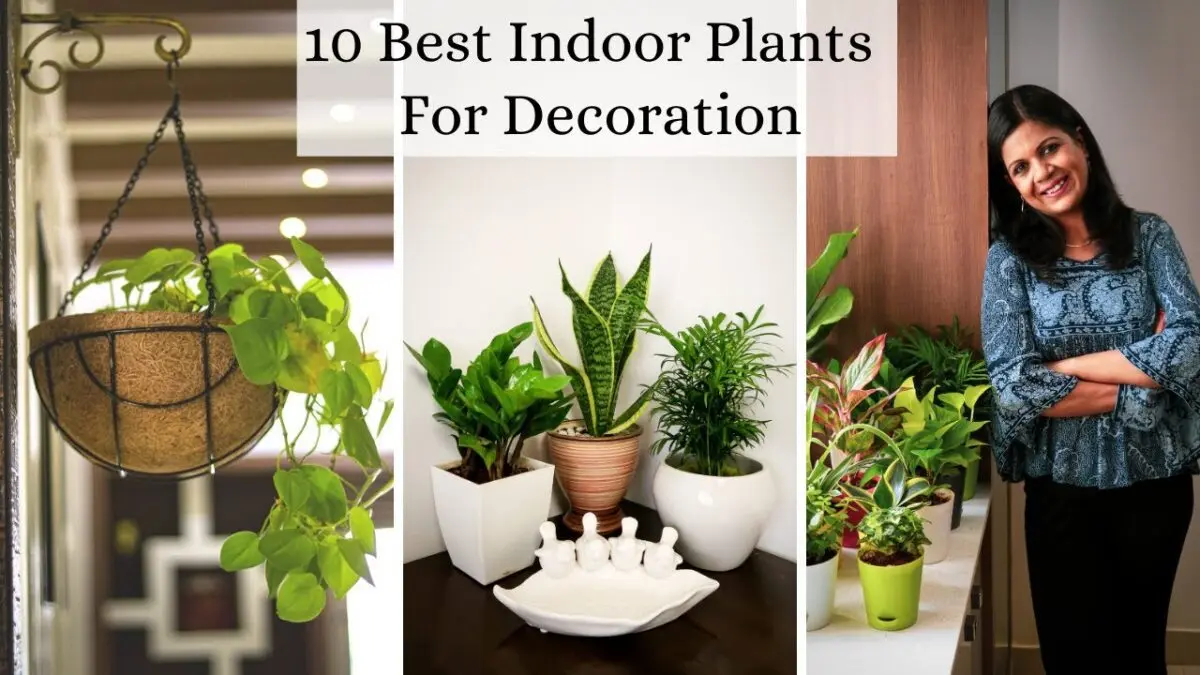 Plants in the interior of the apartment: how to place? Video