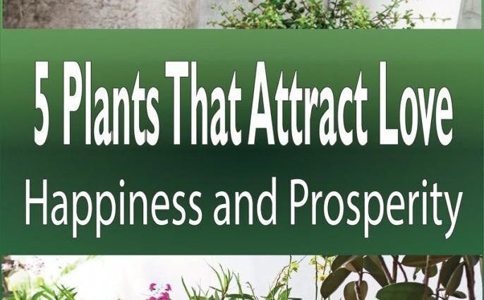 Plants that attract love to your home