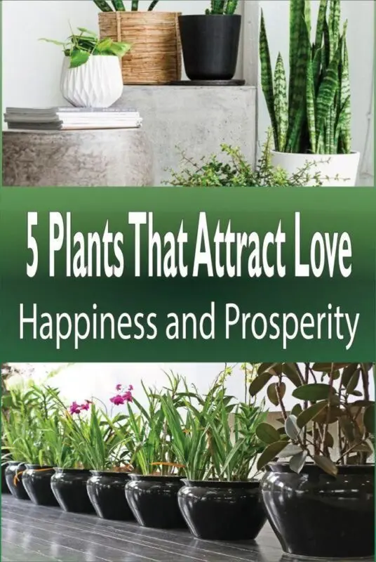 Plants that attract love to your home