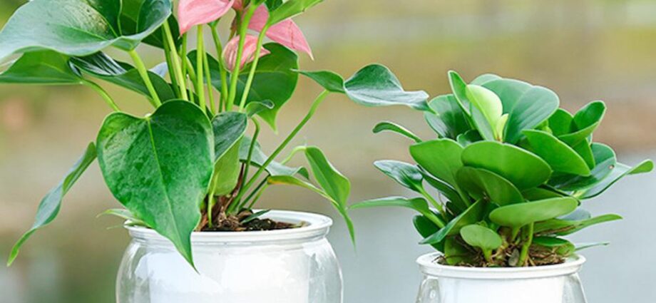 Plastic flower pots with watering