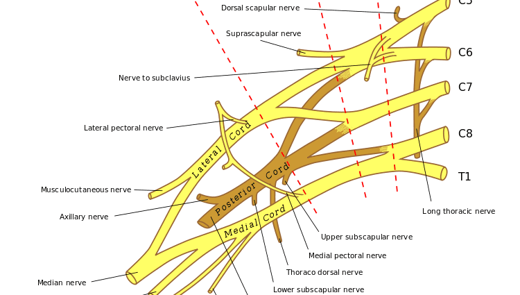 Plexus brachial