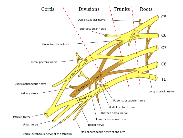 Plexus brachial