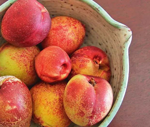 Plum and apricot hybrid