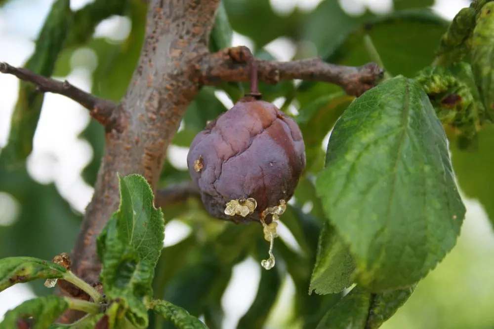 Plum diseases: description, plum treatment