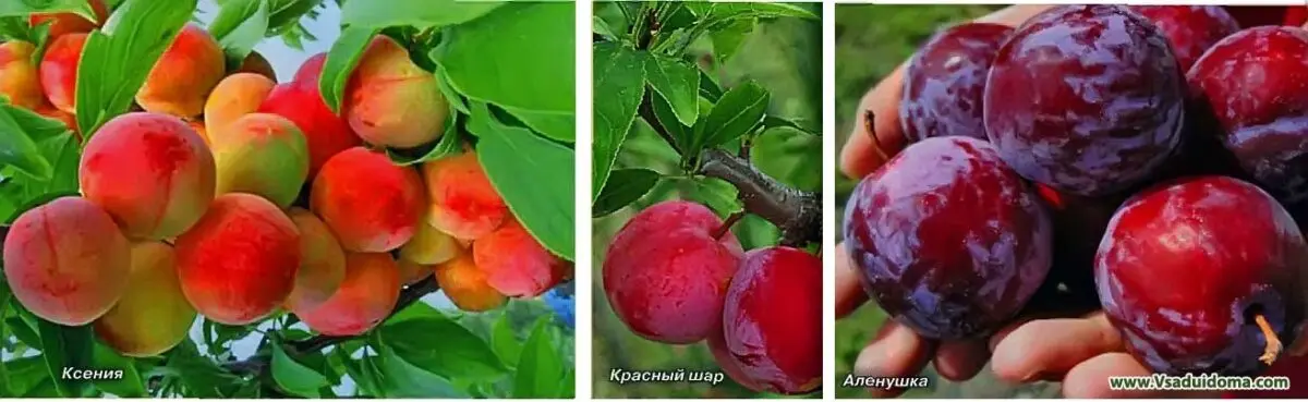 Plum Eurasia: variety description, photo