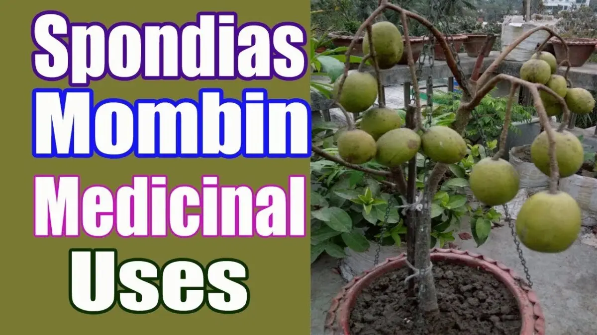 Plum: useful and healing properties. Video
