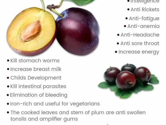 Plums: benefits, medicinal properties