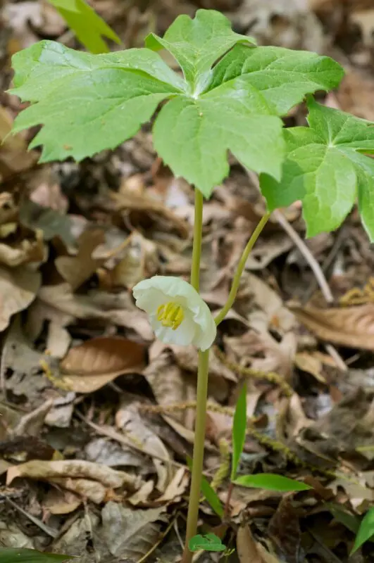 Podophyll plant