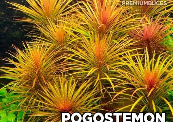 Pogostemon octopus plant: content