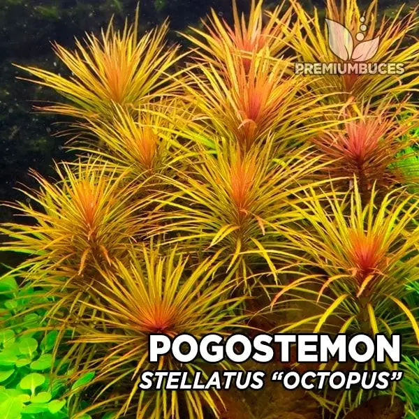 Pogostemon octopus plant: content