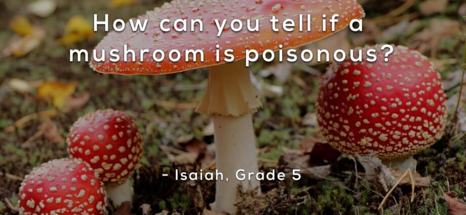 Poisonous mushrooms: how to distinguish, photos and videos