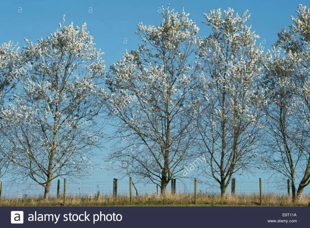 Poplar silver: description and photo