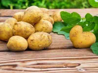 馬鈴薯清單：馬鈴薯品種