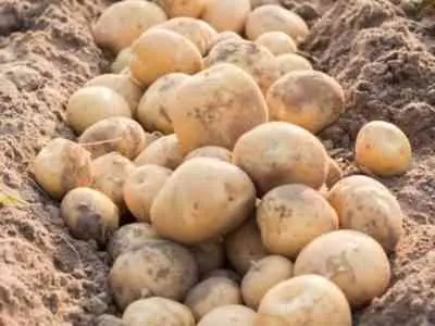 Potato variety Kolobok