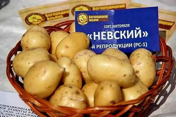 Potato variety Nevsky: description, characteristics