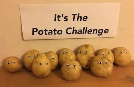 Potatoes in competition!