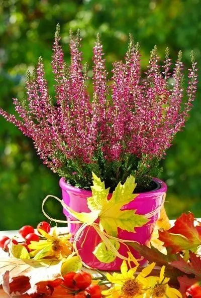 Potted heather, how to care at home