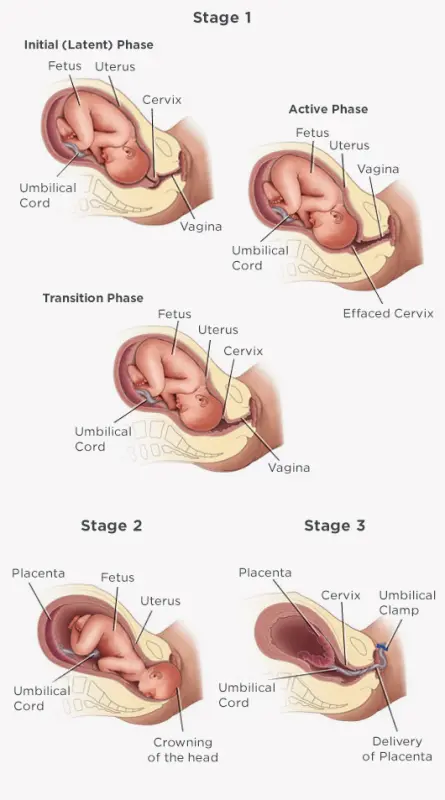 Pregnancy and labor