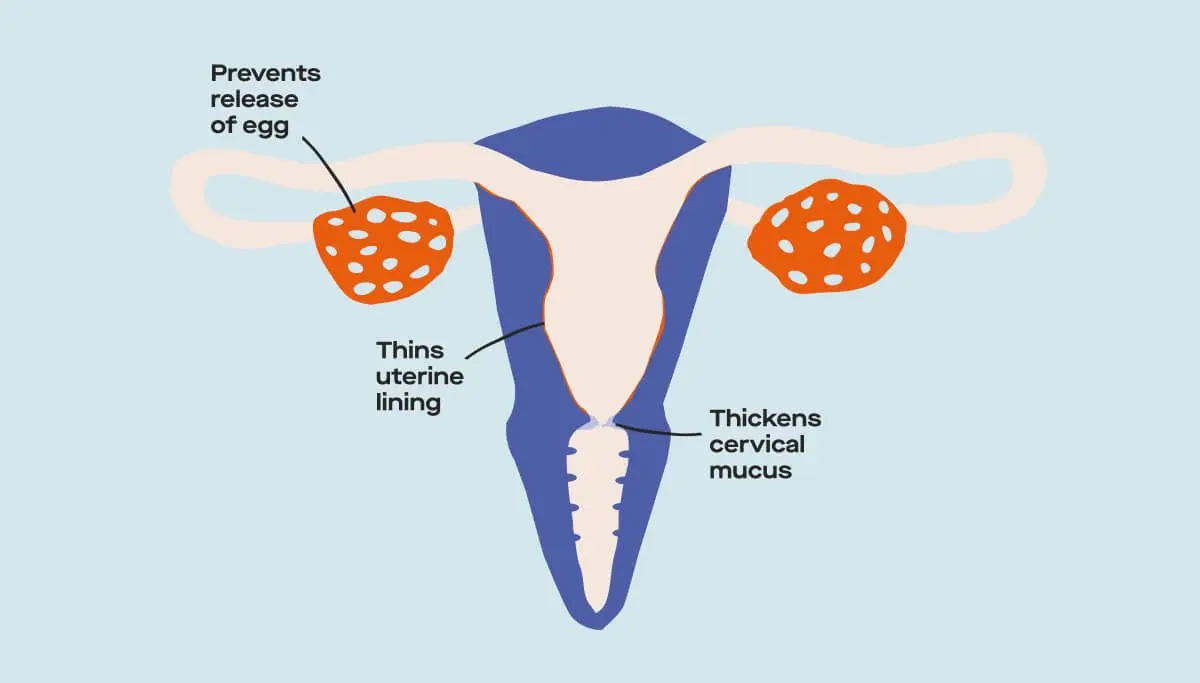 Pregnancy and the pill: does contraception affect fertility?