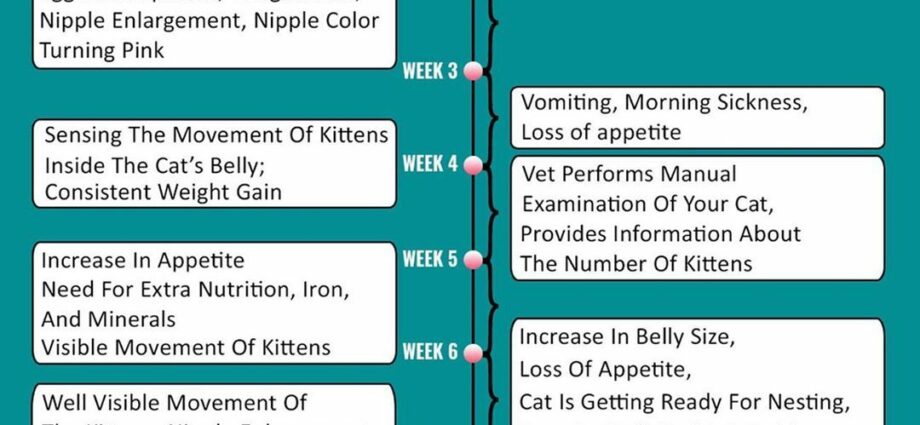 Pregnancy time of the cat: the stages of its pregnancy