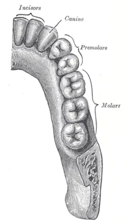 Premolars