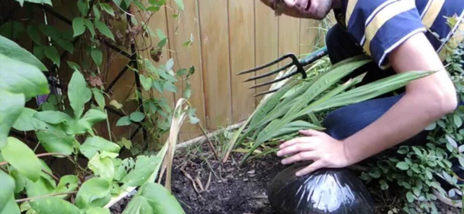 Preparing gladioli for winter, pruning