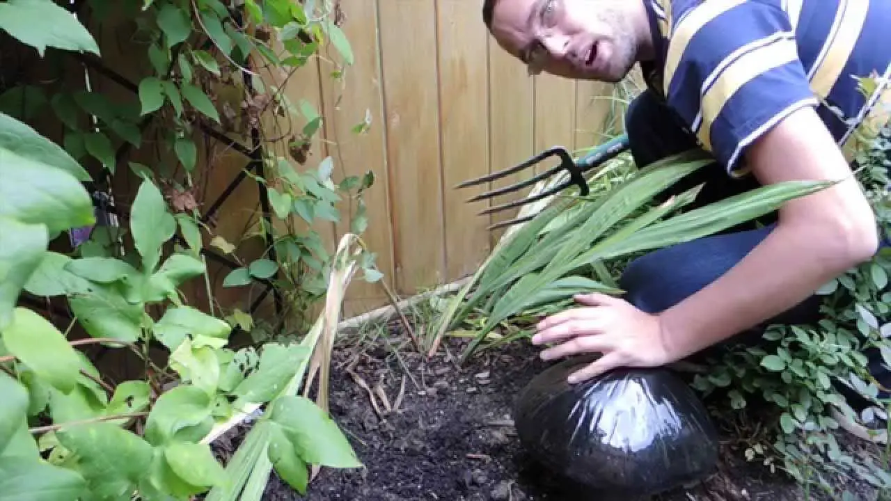 Preparing gladioli for winter, pruning