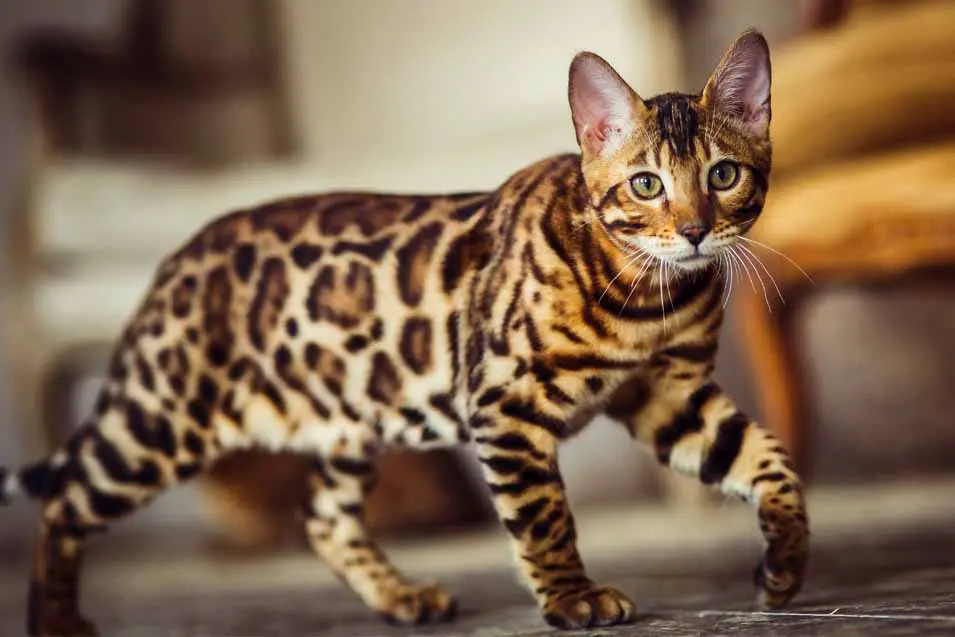 Priceless: 10 Most Expensive Cat and Dog Breeds