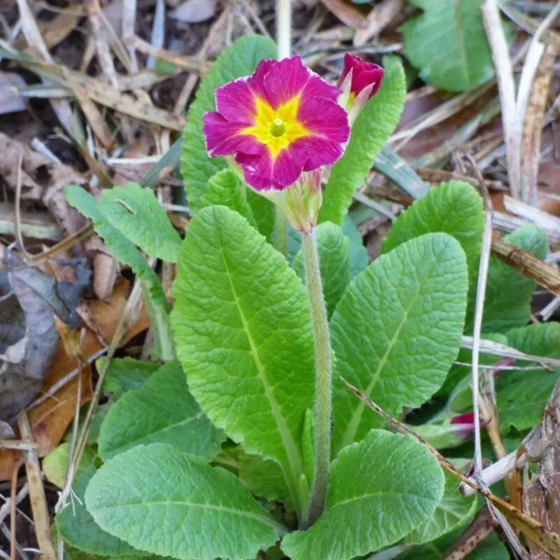 Primrose flower: planting and care