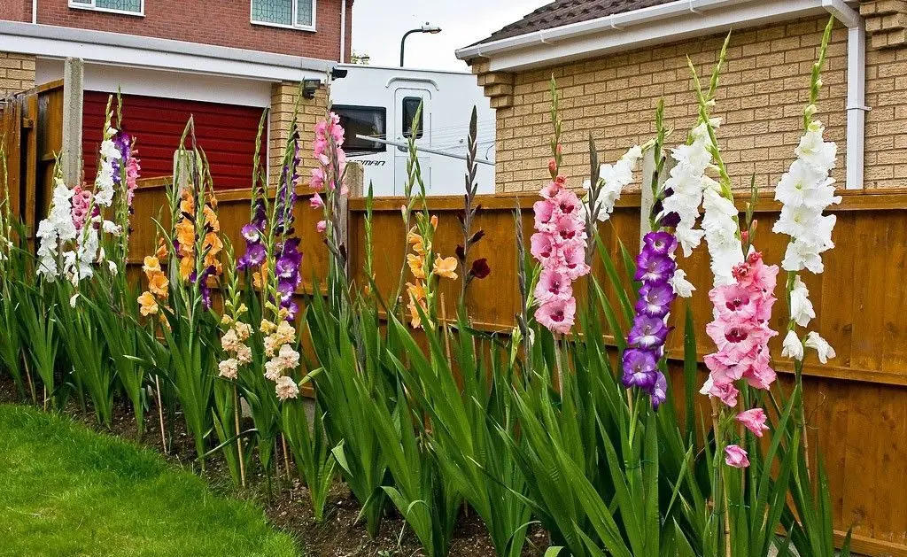 Processing gladioli after digging the bulbs