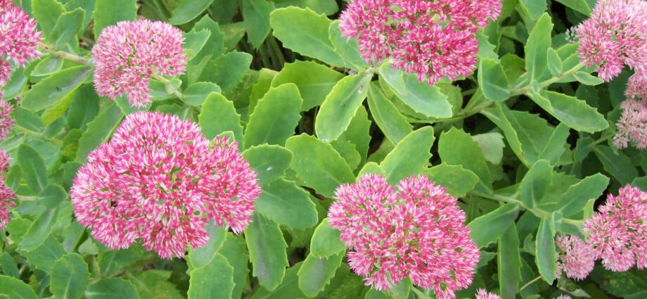 Propagation of stonecrop flower by cuttings