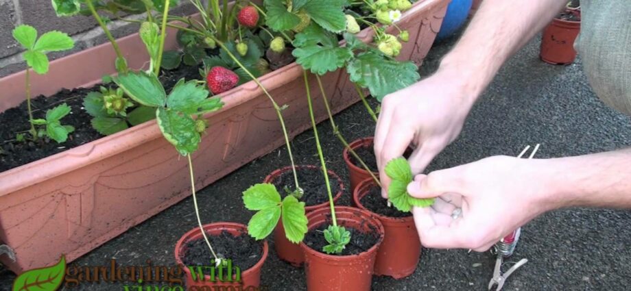 Propagation of strawberries by dividing the bush, mustache