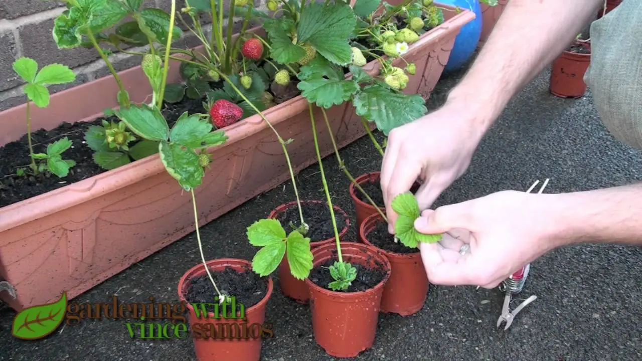 Propagation of strawberries by dividing the bush, mustache