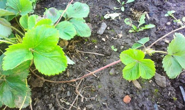 Propagation of strawberries with a mustache