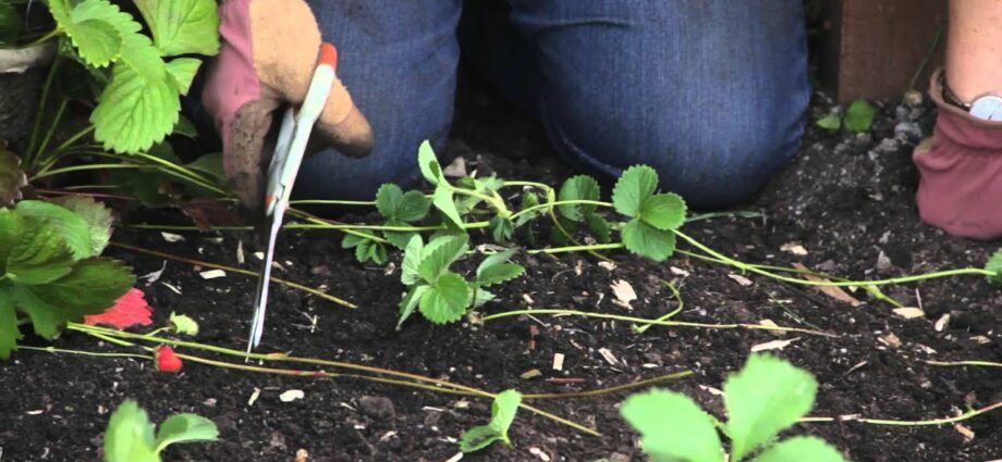 Propagation of strawberry bushes by dividing