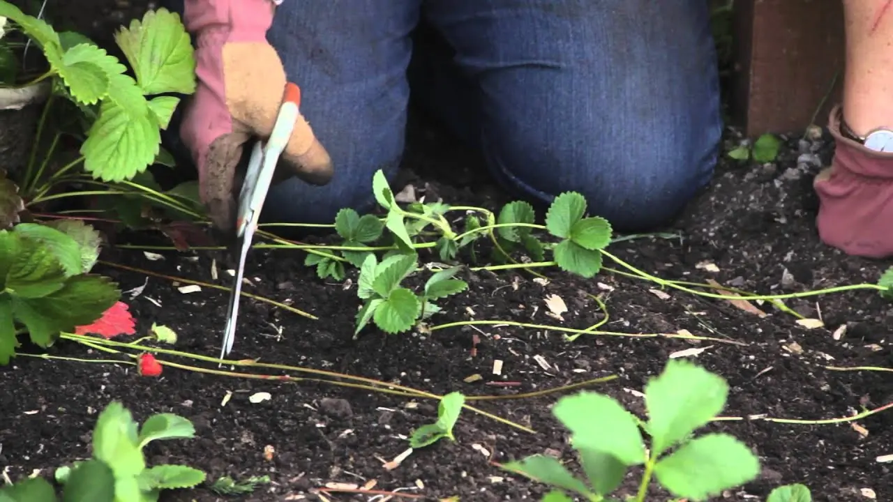 Propagation of strawberry bushes by dividing