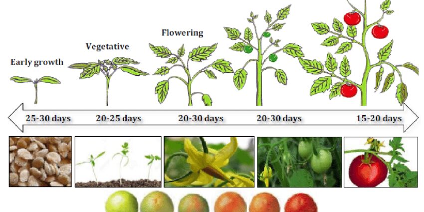 Proper care of tomatoes in the open field: care for seedlings