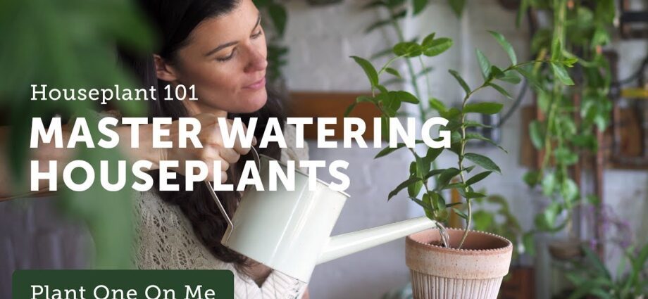 Proper watering of indoor plants. Video