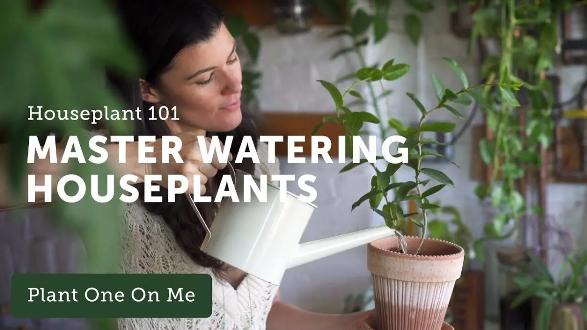 Proper watering of indoor plants. Video