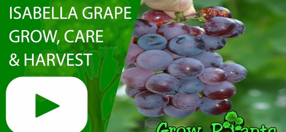 Properties of the Isabella grape variety. Video