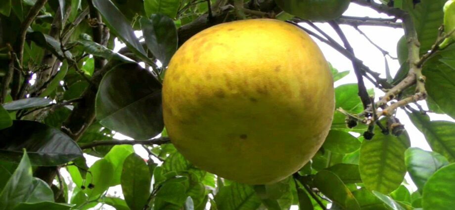 Properties of the pomelo fruit. Video