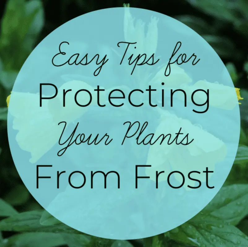 Protecting ourselves from frost, advice