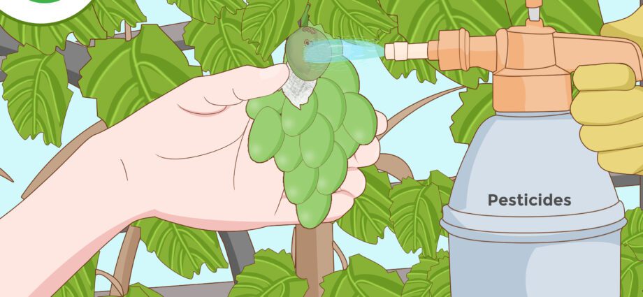 Protection of grapes from diseases and pests