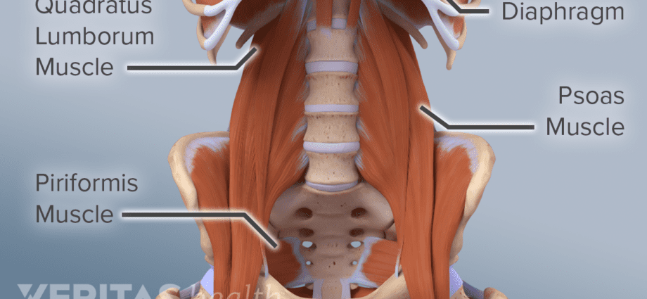 Musculus PSOAS Major