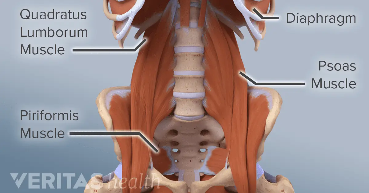 Psoas: all you need to know about the large and small psoas