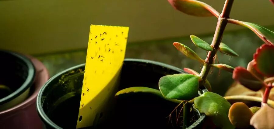 Puffs in indoor plants: how to get rid of them