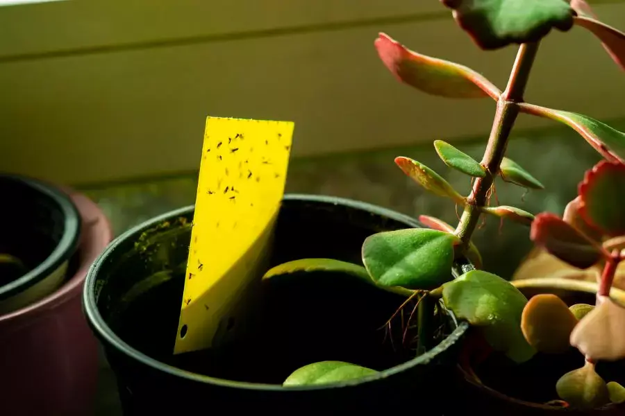 Puffs in indoor plants: how to get rid of them
