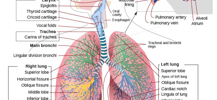 Pulmonology