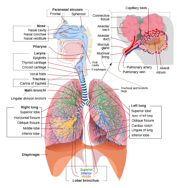 Pulmonology